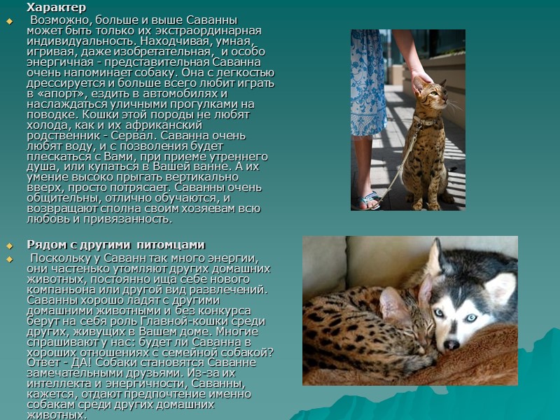 Характер Возможно, больше и выше Саванны может быть только их экстраординарная индивидуальность. Находчивая, Характер Возможно, больше и выше Саванны может быть только их экстраординарная индивидуальность. Находчивая,